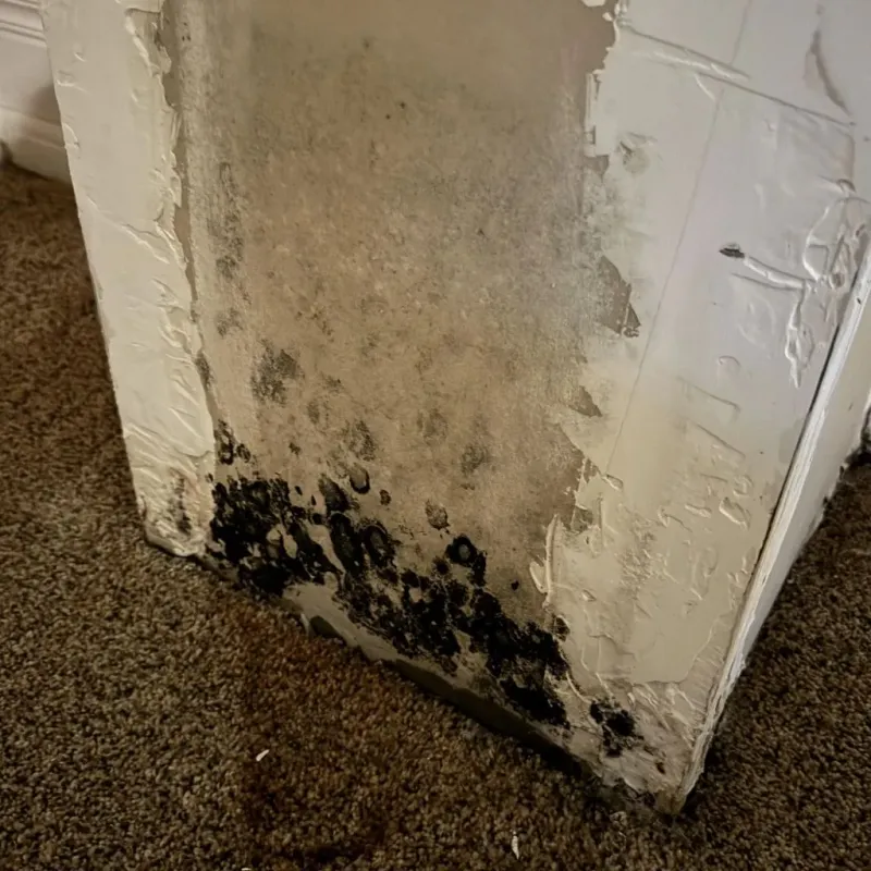Professional Mold Removal in Knox, IN